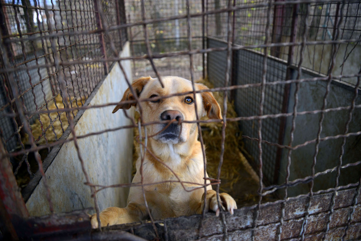 U Hrvatskoj zatvroska kazna za onoga ko napusti životinju.