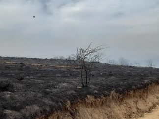 Na Homolju izgorelo 200 hektara površine.