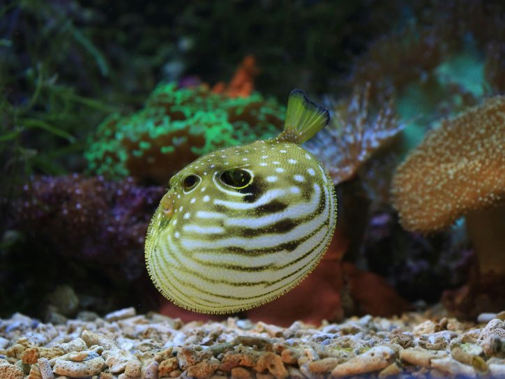 Riba Fugu ulovljena na moru u Hrvatskoj.