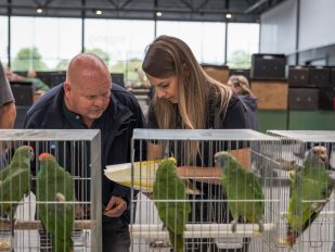 Harald Garetsen, inspektor holandske agencije za zaštitu potrošača traga za ilegalnim pticama na sajmu ptica u Hertogenbošu