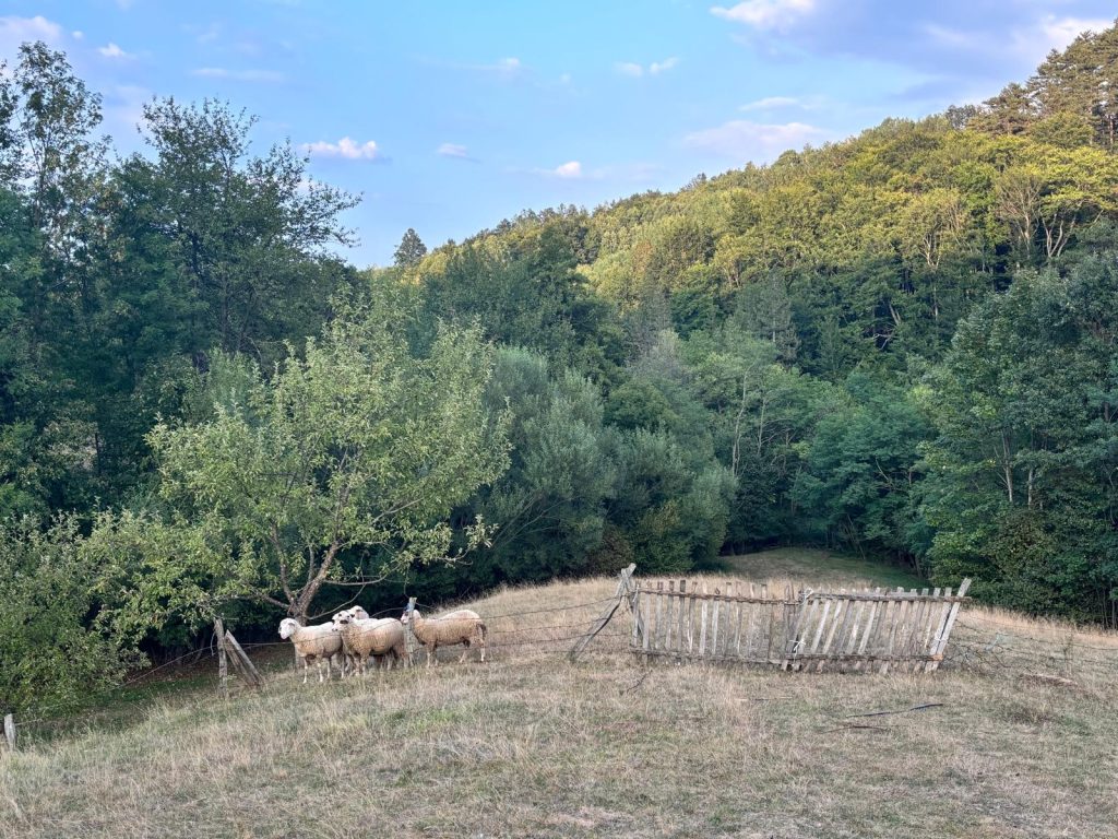 Broj ovaca prepolovljen: Ostalo ih samo pet