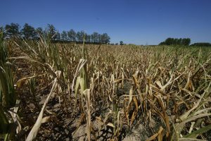 Srbija je usled klimatskih ekstrema od 2001. do 2024. godine pretrpela štete u iznosu od preko 10 milijardi evra. Ako se tome doda suša u 2025. godini, iznos štete tokom poslednjih 25 godina je najmanje 12 milijardi evra.