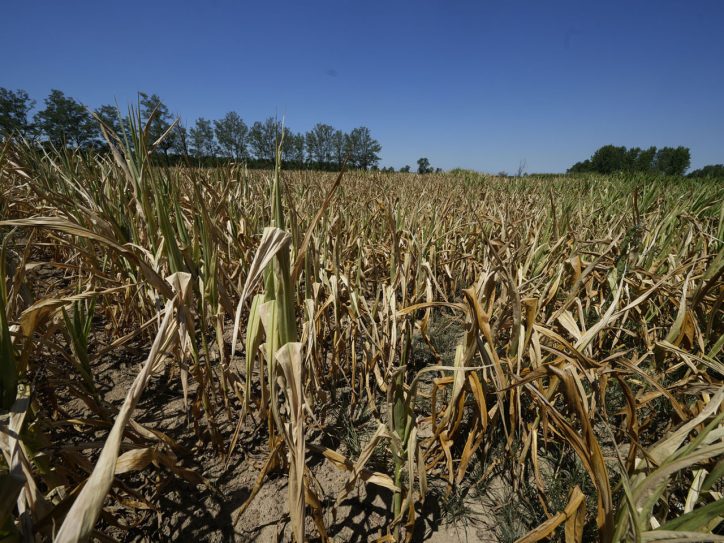 Srbija je usled klimatskih ekstrema od 2001. do 2024. godine pretrpela štete u iznosu od preko 10 milijardi evra. Ako se tome doda suša u 2025. godini, iznos štete tokom poslednjih 25 godina je najmanje 12 milijardi evra.