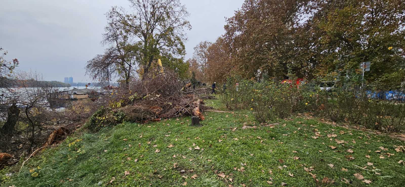 Seča stabala kod hotela Jugoslavija