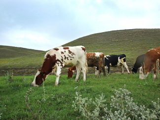 Krave