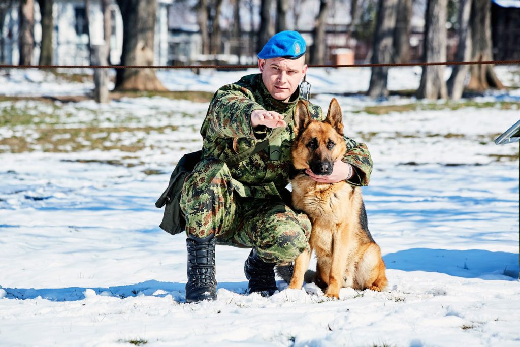 Centar za obuku pasa u Nišu: Vojska Srbije se ratosiljava isluženih pasa