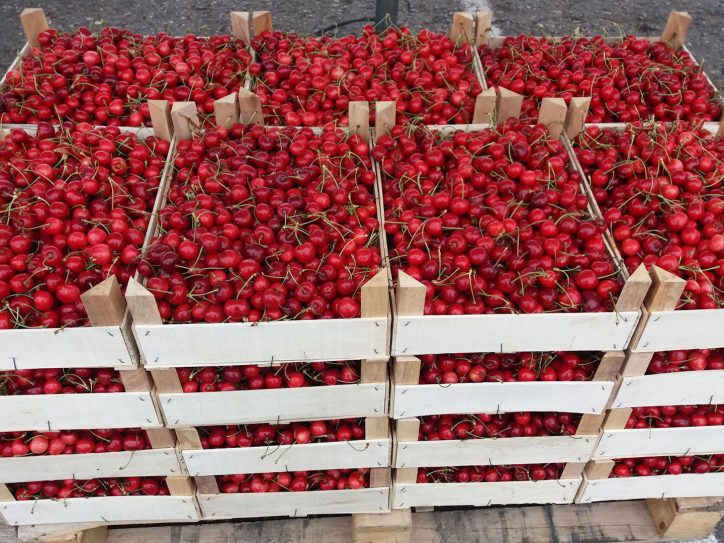 Trešnje u gajbicama