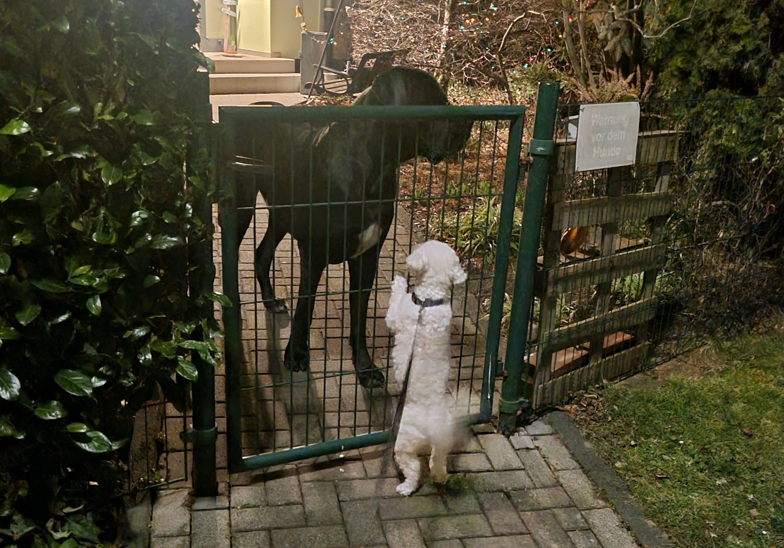 Najmanji i najveći: Nalu sa komšijom dogom