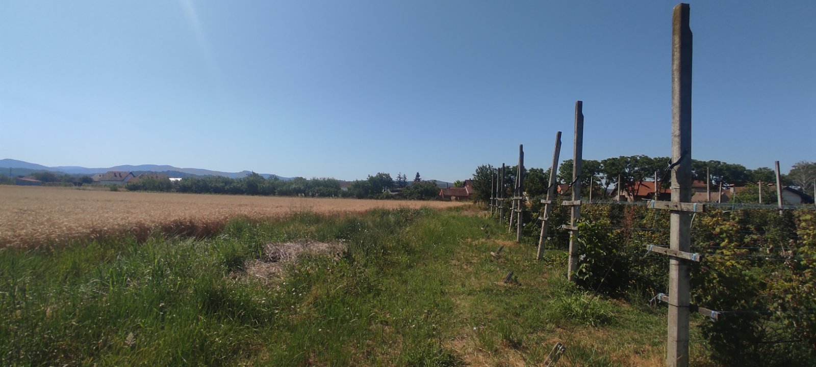 Polje malina i okolna priroda