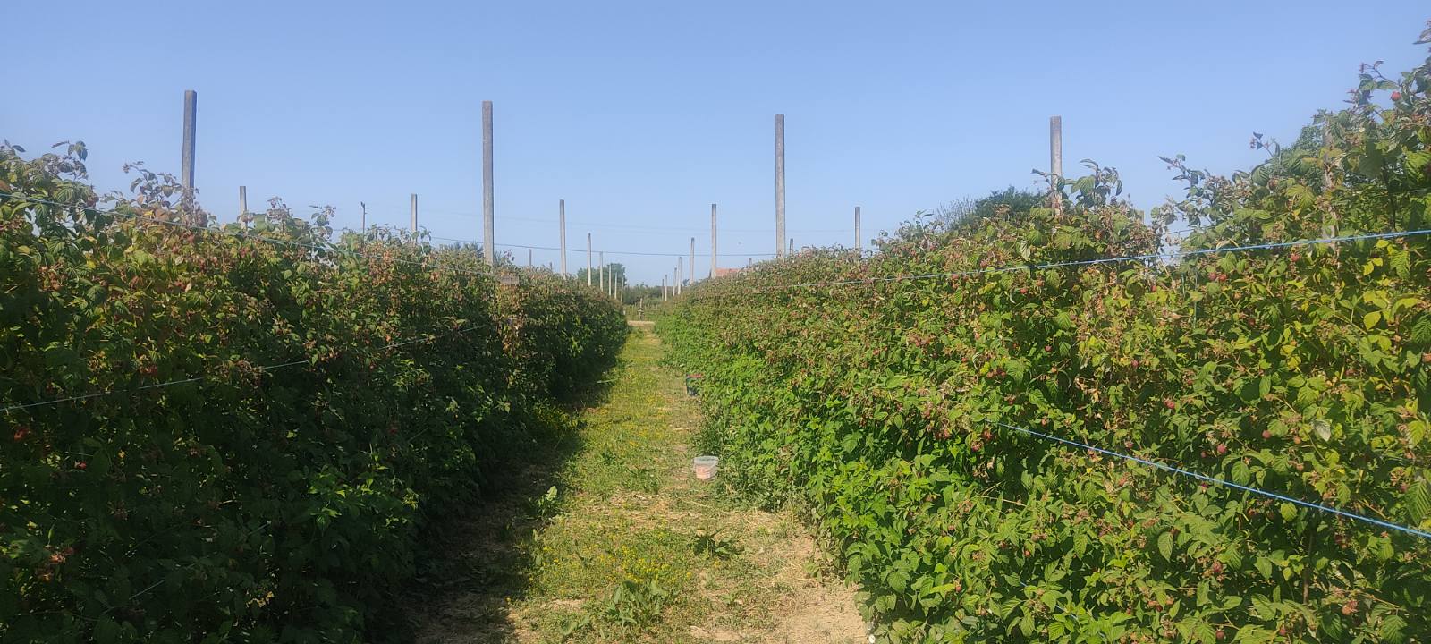Polje malina