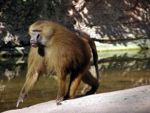 Gvinejski pavijan u zoo-vrtu u Nirnbergu