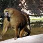Gvinejski pavijan u zoo-vrtu u Nirnbergu