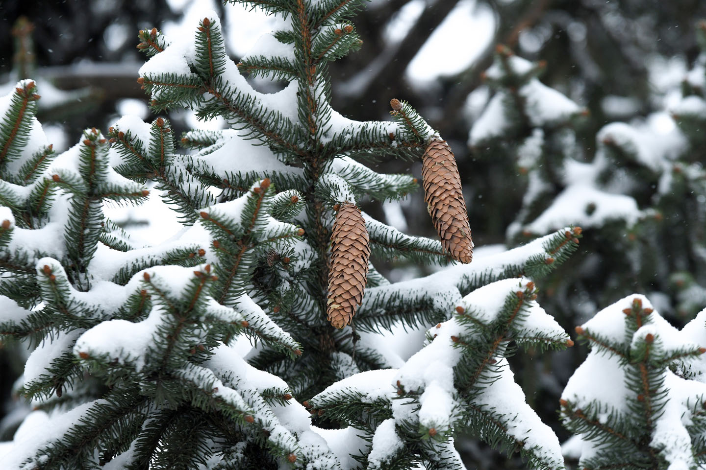 Sneg izazvao brojne probleme