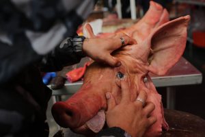 Svinja na pijaci u Meksiku pred novogodišnju noć