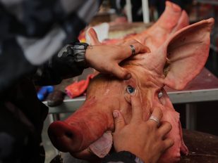 Svinja na pijaci u Meksiku pred novogodišnju noć