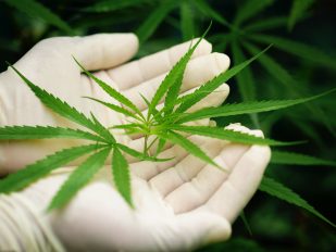 Reklasifikacija marihuane u grupu droga sa „umerenim do niskim potencijalom za fizičku i psihološku zavisnost“ će znatno olakšati sprovođenje medicinskih istraživanja vezanih za tu biljku.