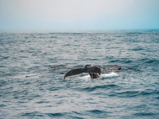 Rep kita na otvorenom moru