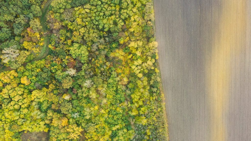 Šuma, ptice, stabla