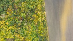 Šuma, ptice, stabla