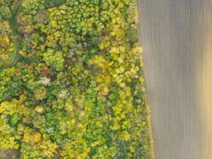 Šuma, ptice, stabla