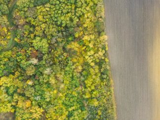 Šuma, ptice, stabla