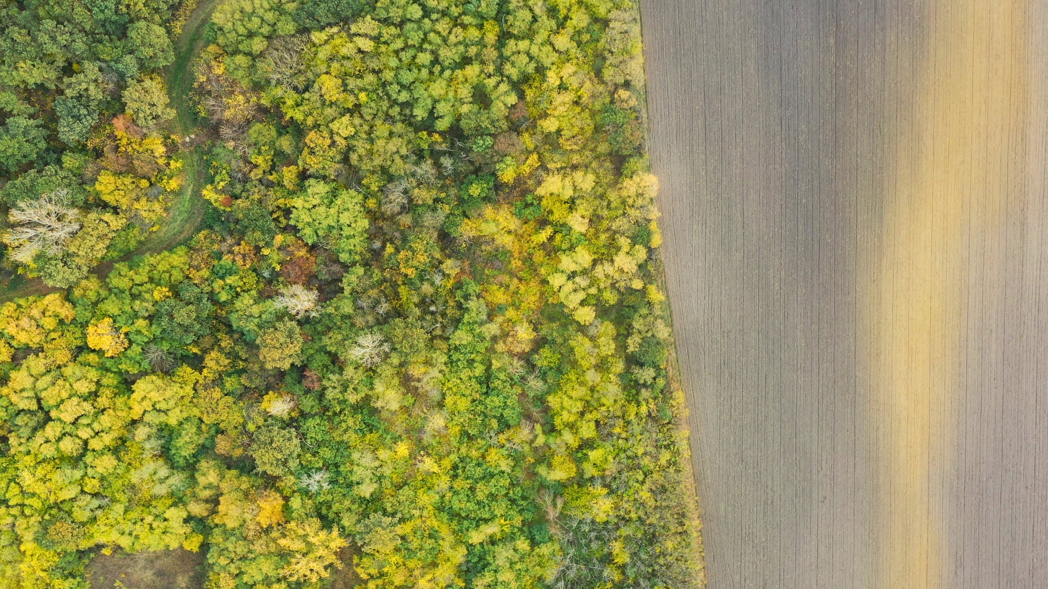 Šuma, ptice, stabla