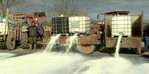 Mlekari prosipaju mleko