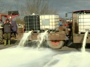 Mlekari prosipaju mleko