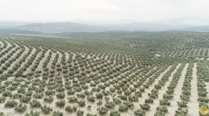 Veliki kineski zeleni zid