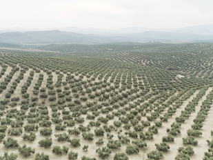 Veliki kineski zeleni zid