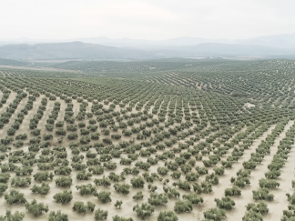 Veliki kineski zeleni zid