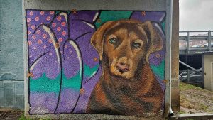 Mitrovica: Kako Srbi i Albanci igraju ping-pong psima