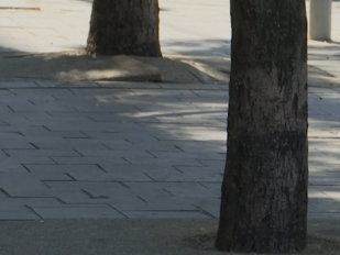 Nova podloga oko stabala u Beogradu