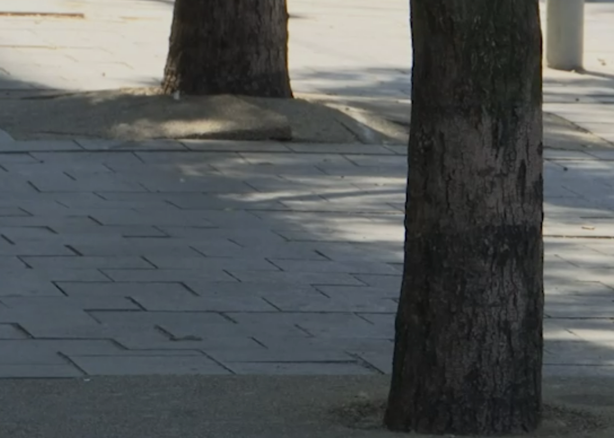 Zašto se „betonira“ drveće po Beogradu?