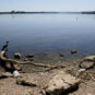 Dunav