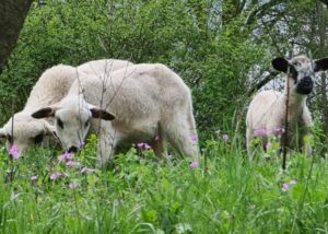 Nova zaraza u Srbiji: Ubijeno 127 ovaca i jagnjadi zbog boginja ovaca i koza