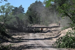 Požari u Deliblatskoj peščari