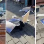 Incident u Kuli