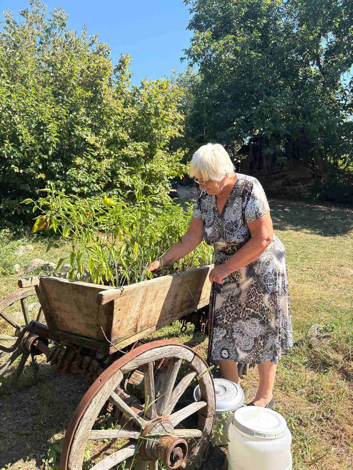 Minja Nikolić u svojoj bašti