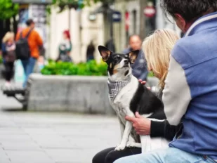 Pas i ljudi u Knez Mihajlovoj