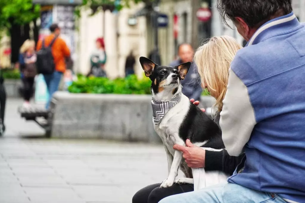 Pas i ljudi u Knez Mihajlovoj
